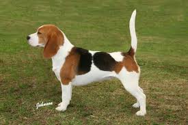 Beagle