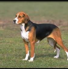 Foxhound