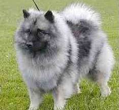 Keeshond