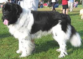 Landseer