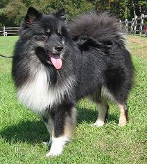 Lapphund