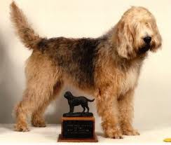 Otterhound